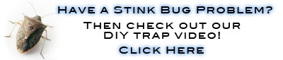 Best Stink Bug Trap Ever